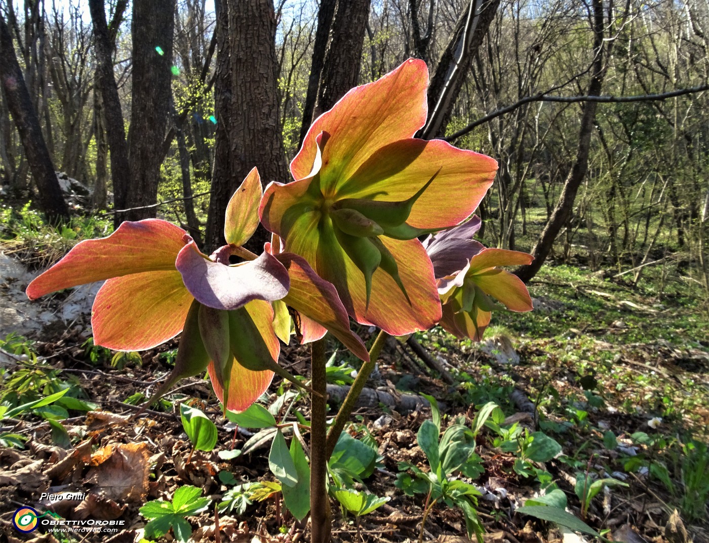 82  Gli ellebori in fiore di fine inverno sono ora a primavera inoltrata fecondati (Helleborus niger) .JPG